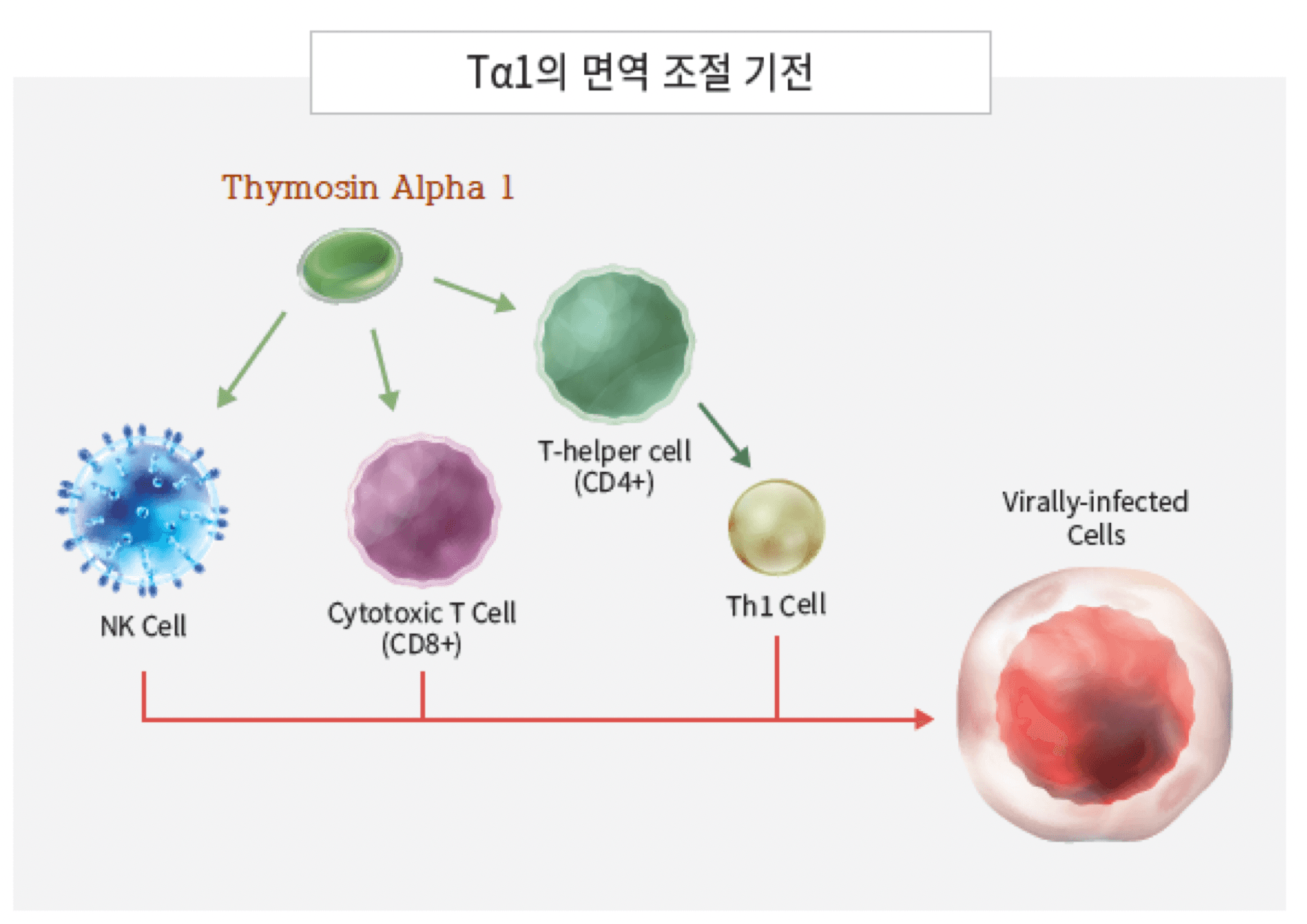 Tα1의 면역 조절 기전