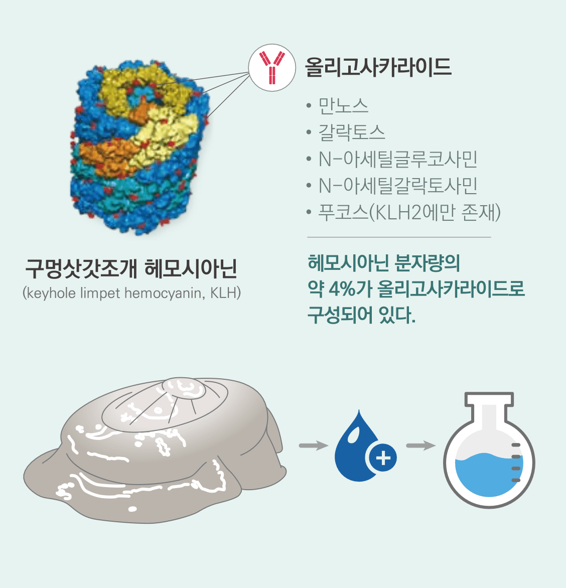 올리고사카라이드에 의한 강한 면역원성