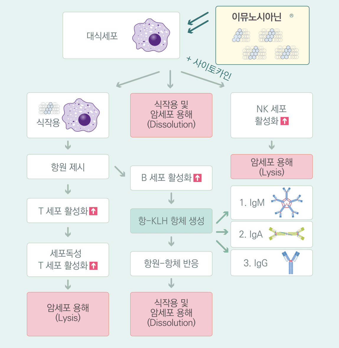 이뮤노시아닌 면역학적 기전