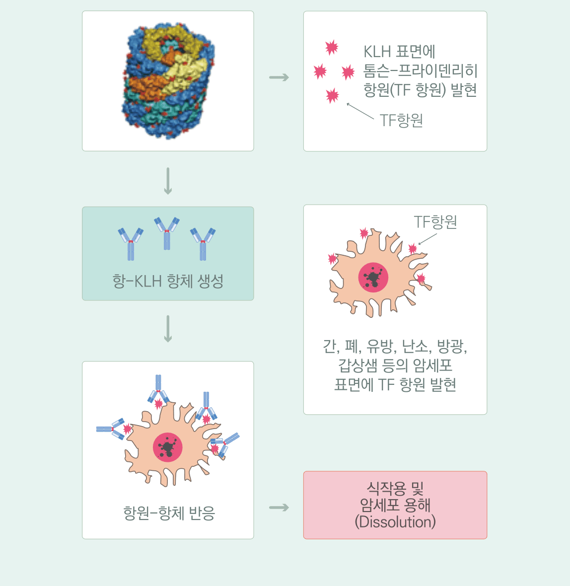 암 백신 기전