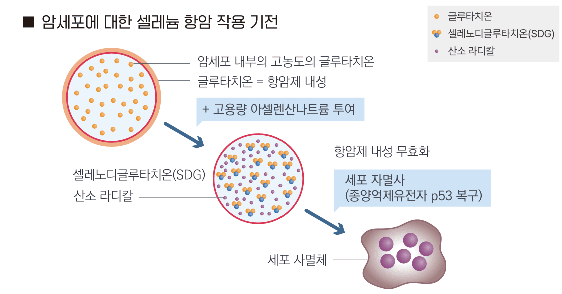 암세포에 대한 셀레늄 항암 작용 기전