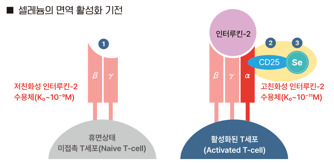 셀레늄의 면역 활성 기전