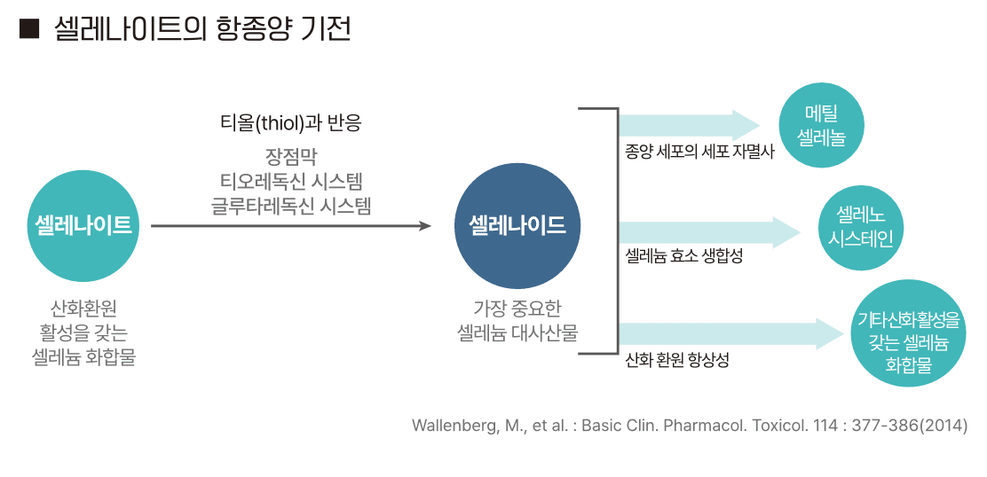 셀레나이트의 항종양 기전
