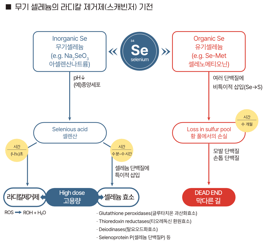 무기 셀레늄의 라디칼 제거 기전