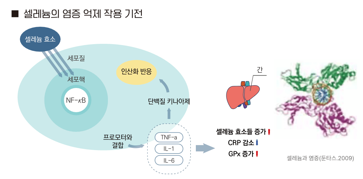 셀레늄의 염증 억제 작용 기전