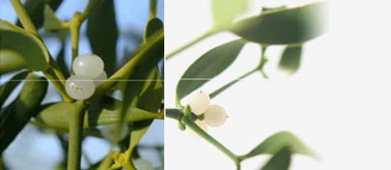 미슬토 이야기